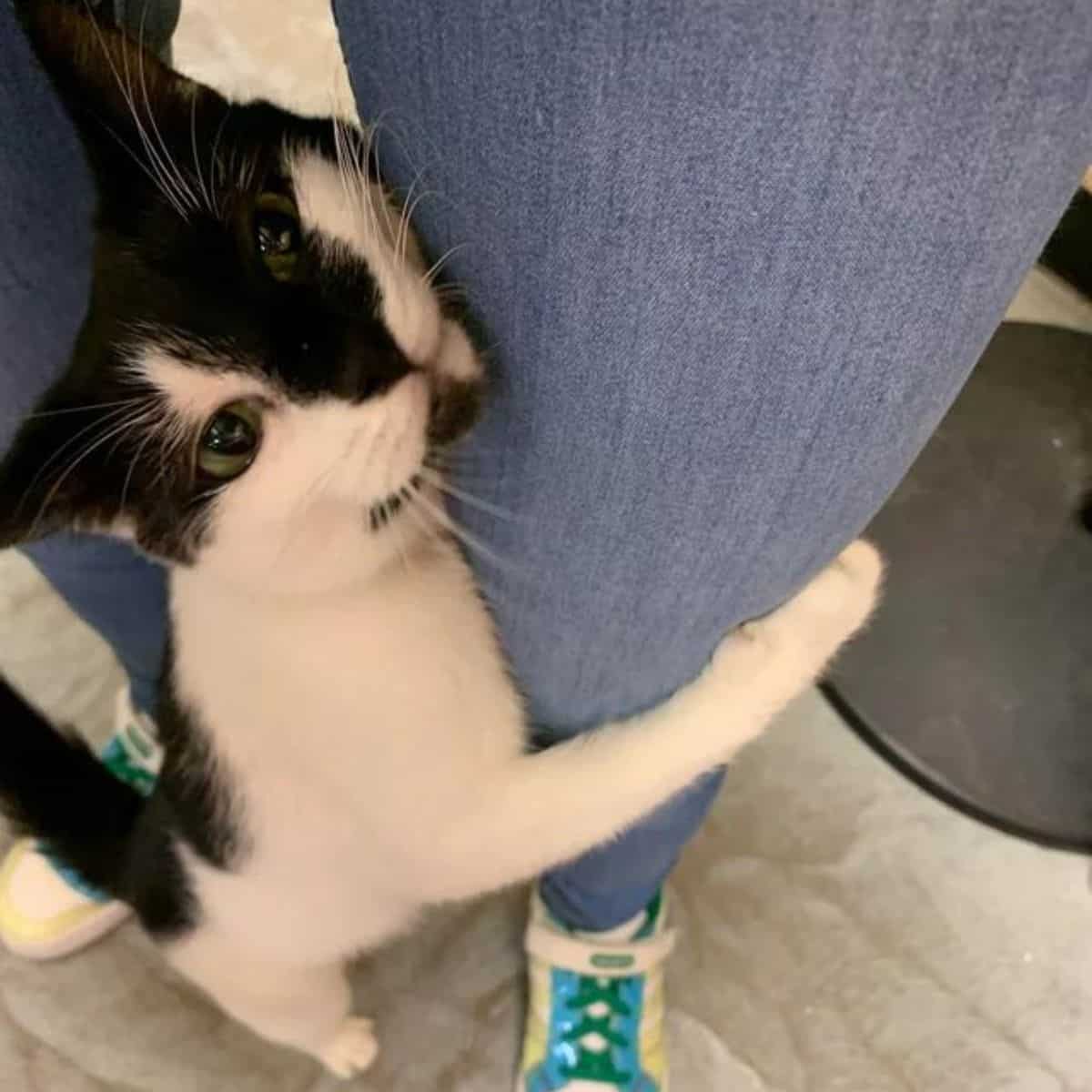 the cat climbs up the woman's legs