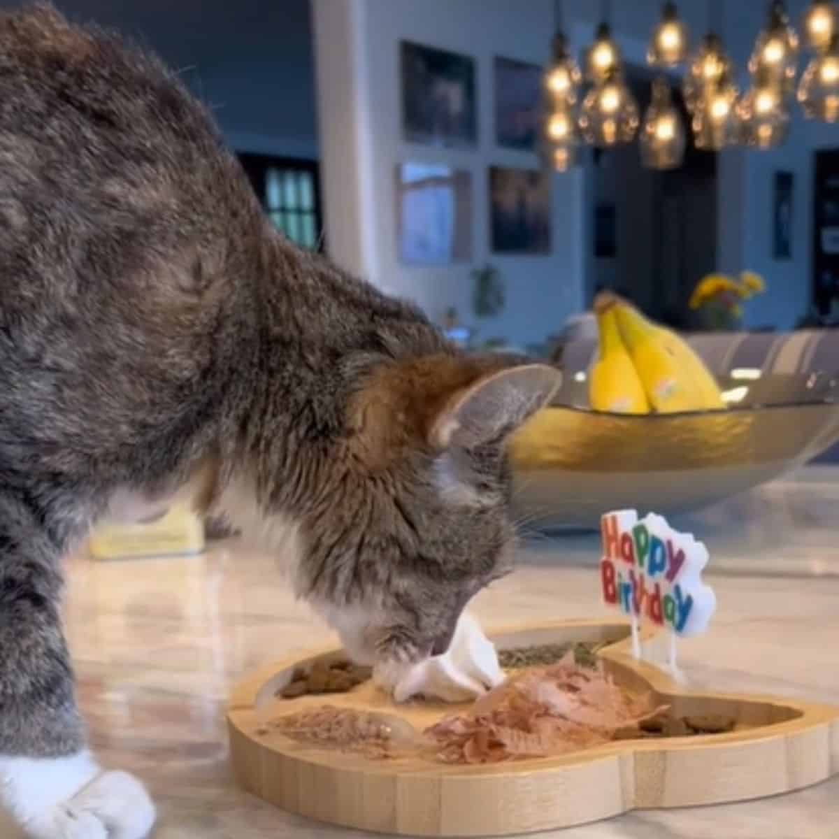 the cat eats food from a wooden bowl for his birthday