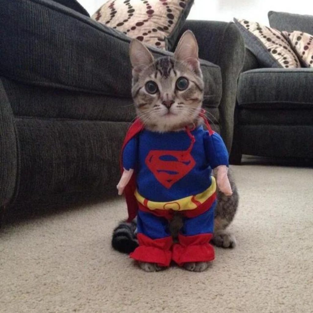 the cat in the batman department