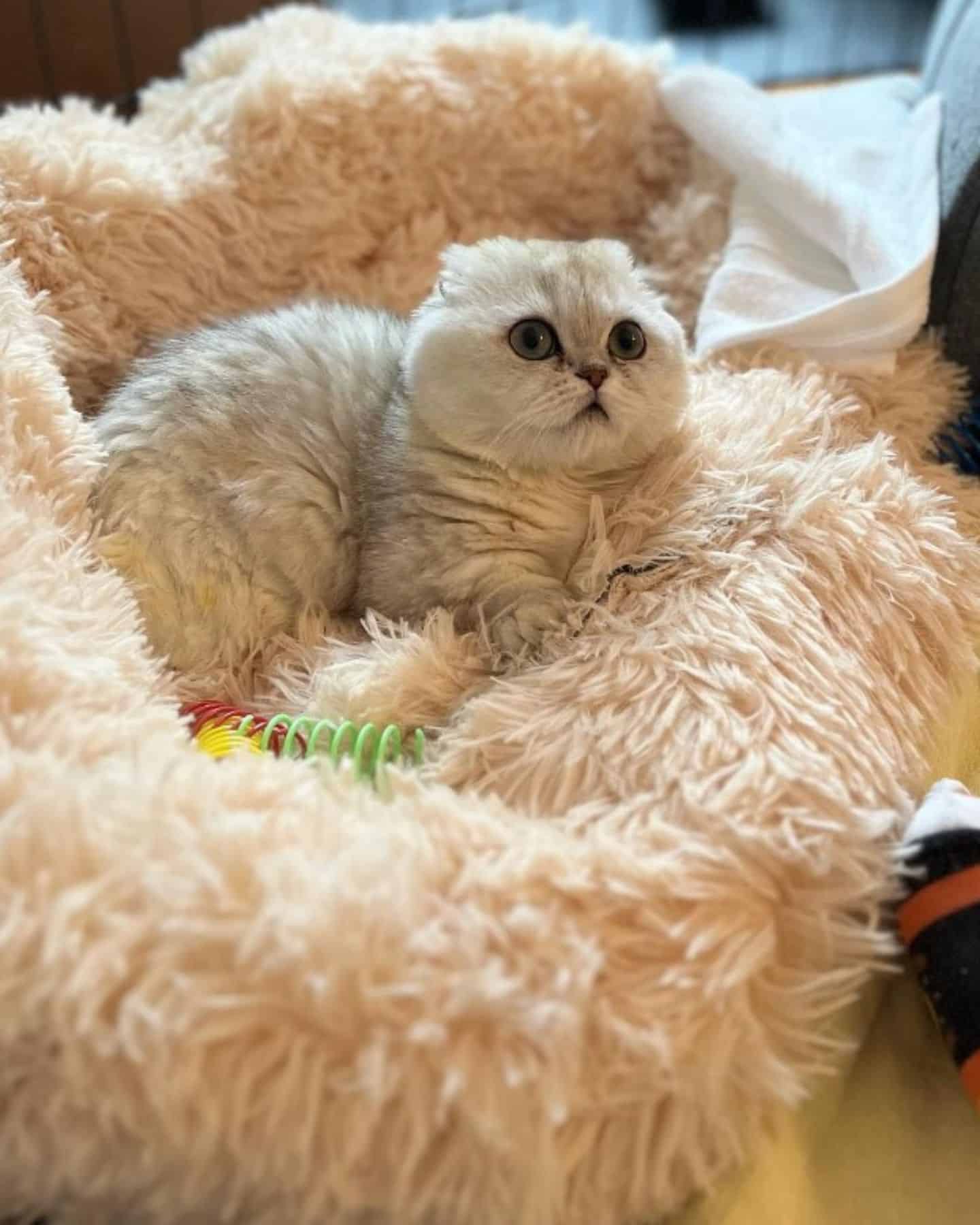 the cat is lying on a fluffy white pillow