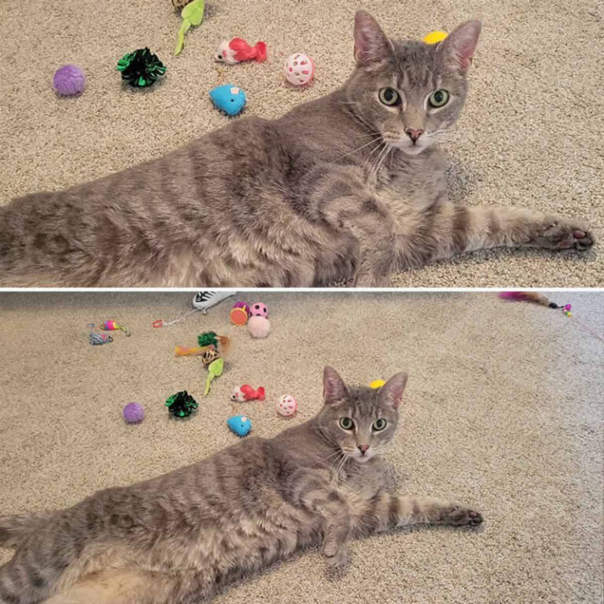 the cat is lying on the floor next to his toys