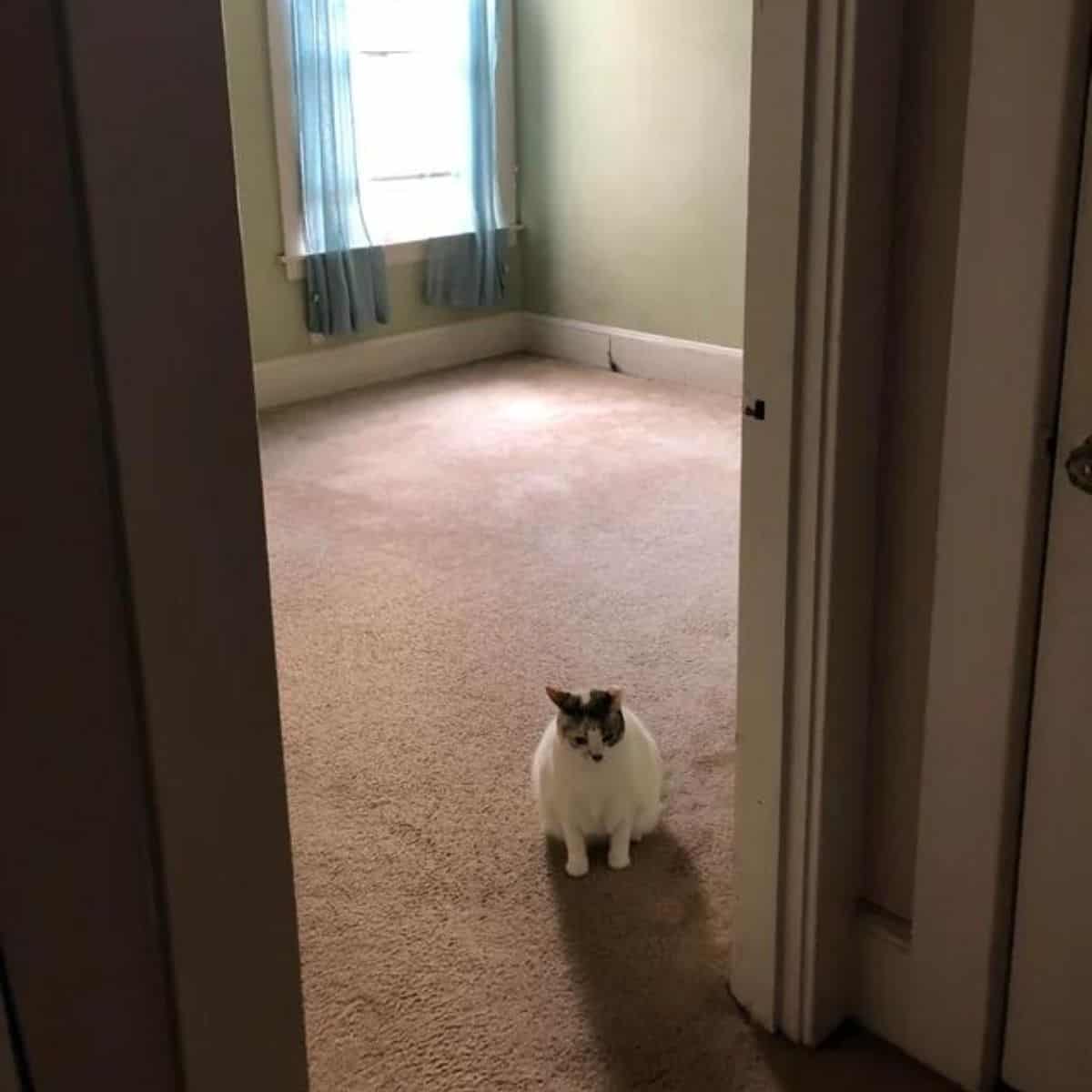 the cat is sitting in front of the door of the room