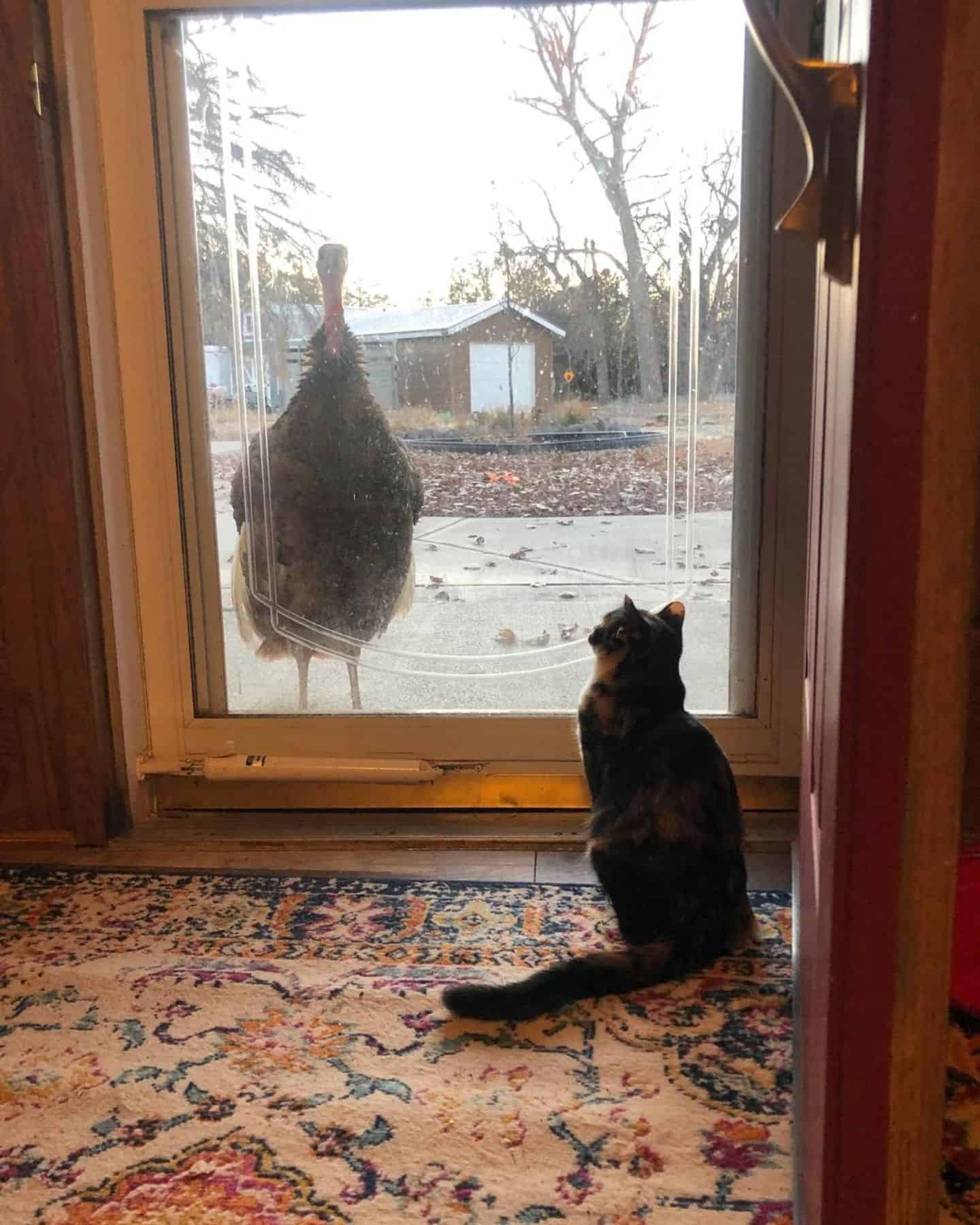 the cat is sitting next to the balcony door and watching the cat