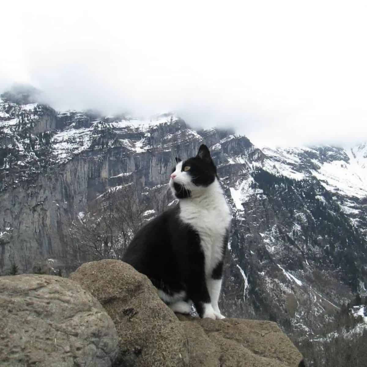 the cat is sitting on a stone rock