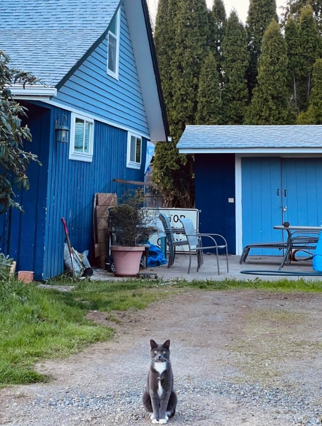 the cat is sitting on the sand