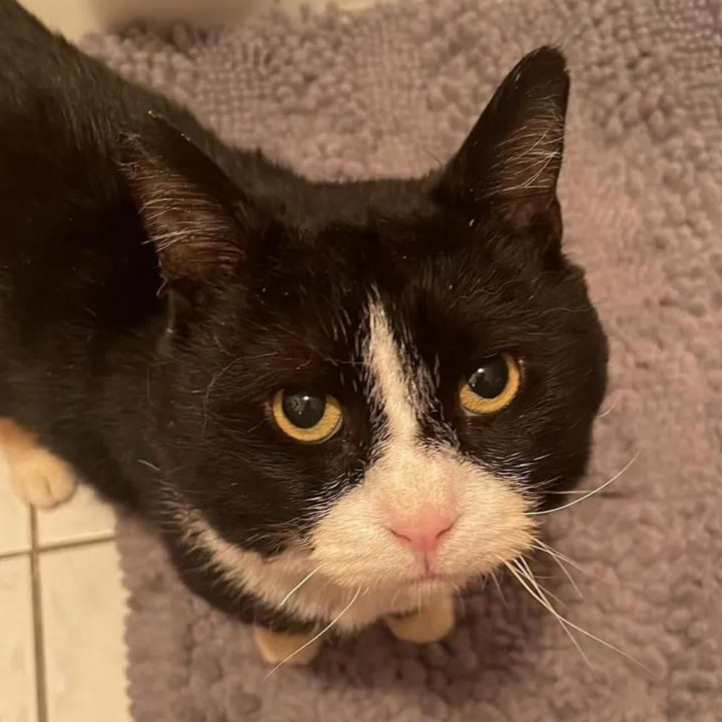 the cat is standing on the carpet and looking at the camera