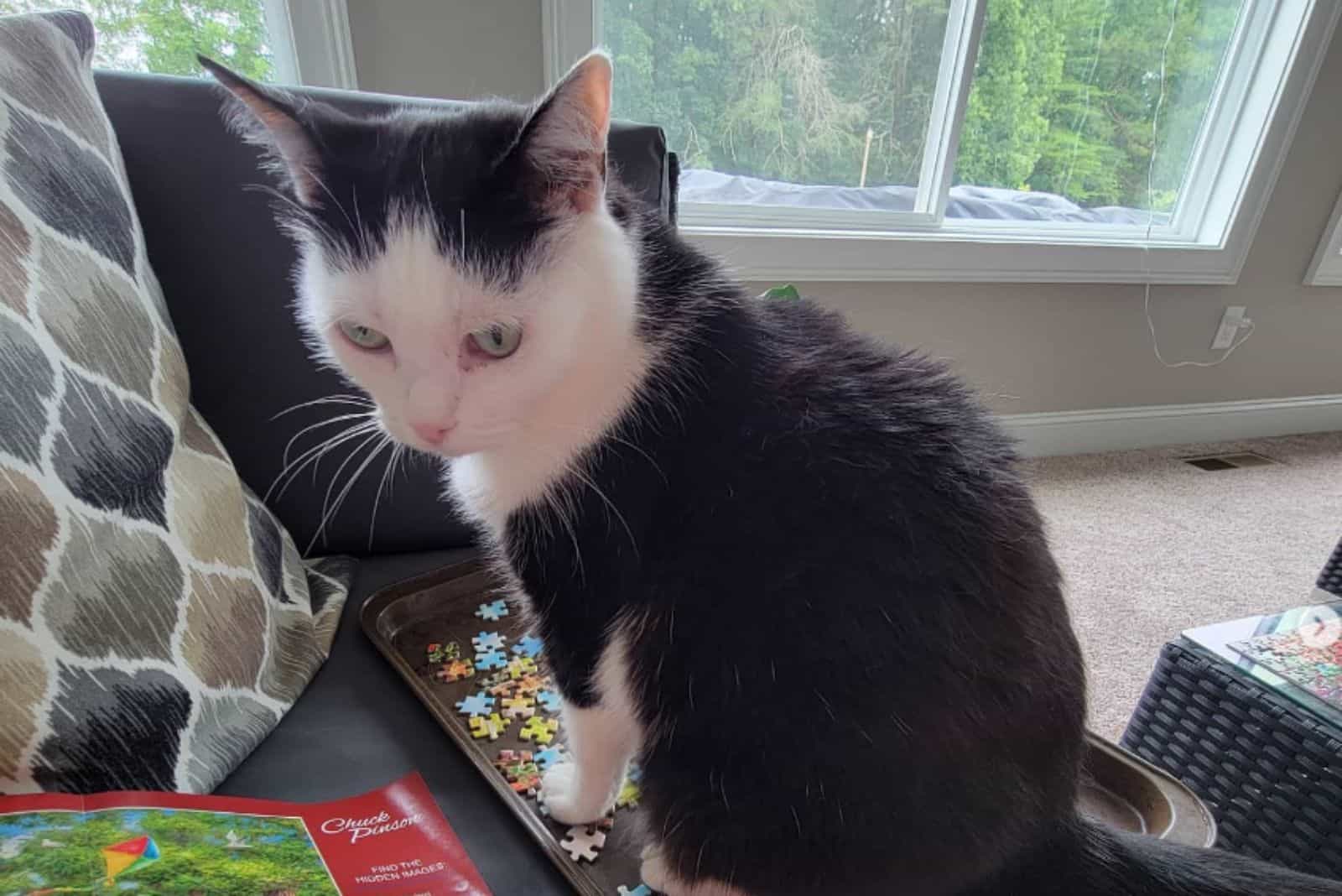 the cat is standing on the puzzle