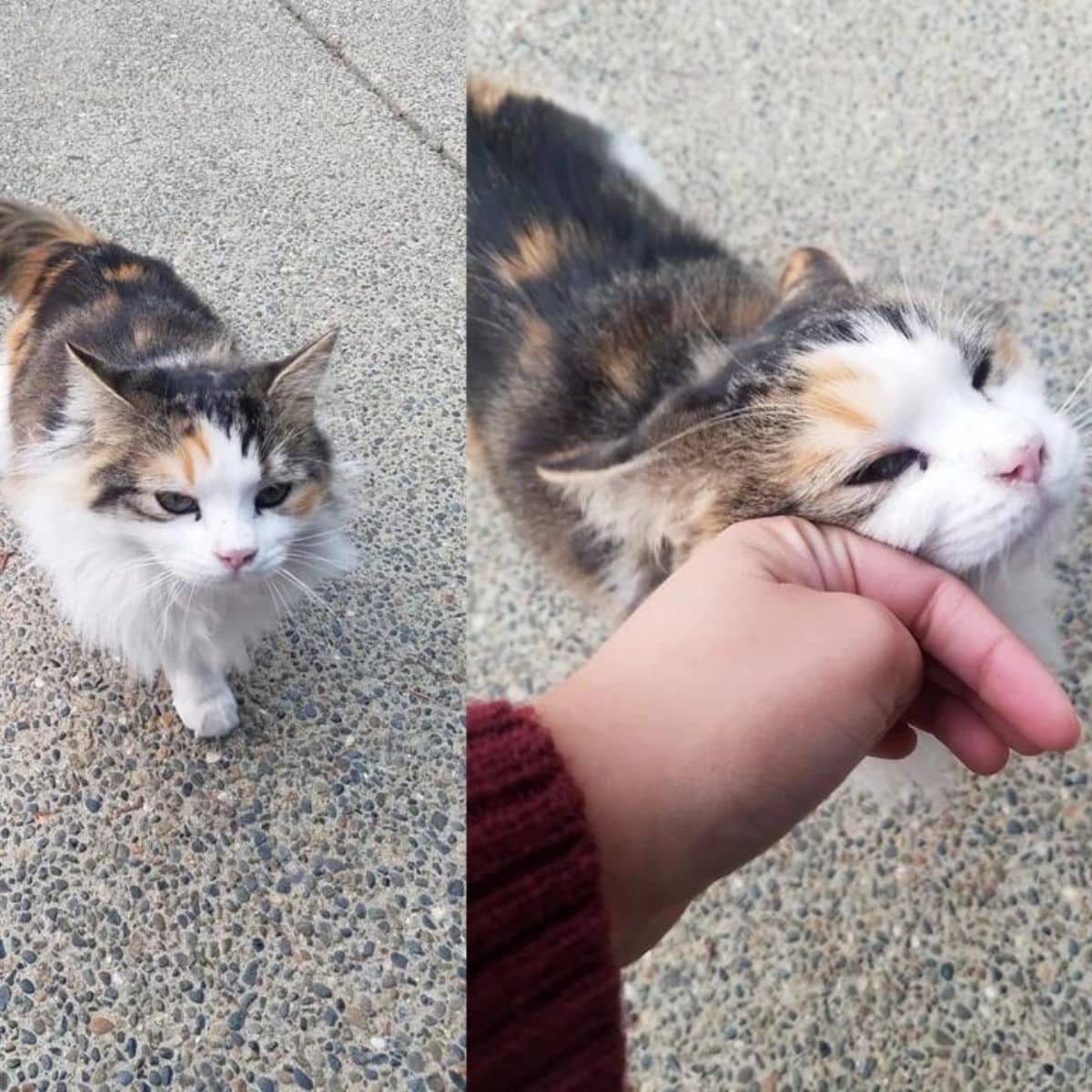 the cat on the sidewalk caresses the woman's hand