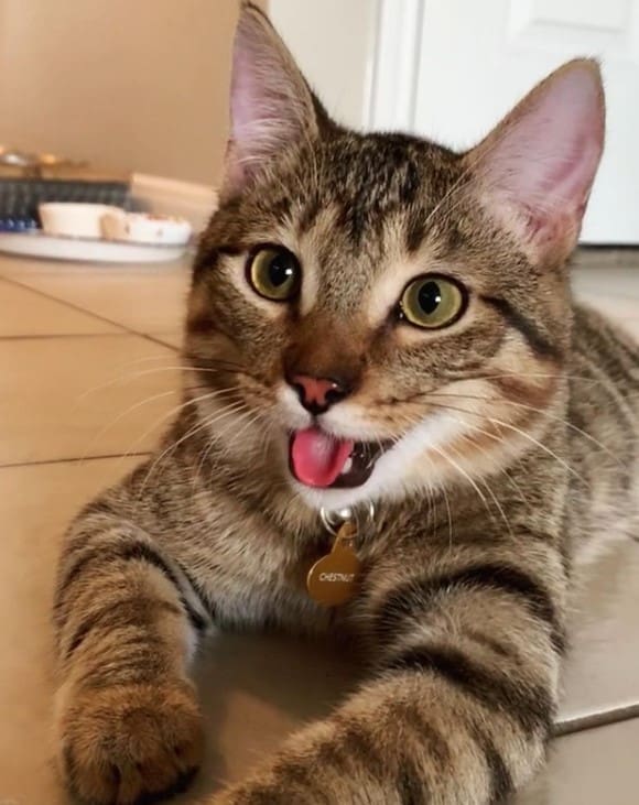 the cat sits on the tiles with its tongue out