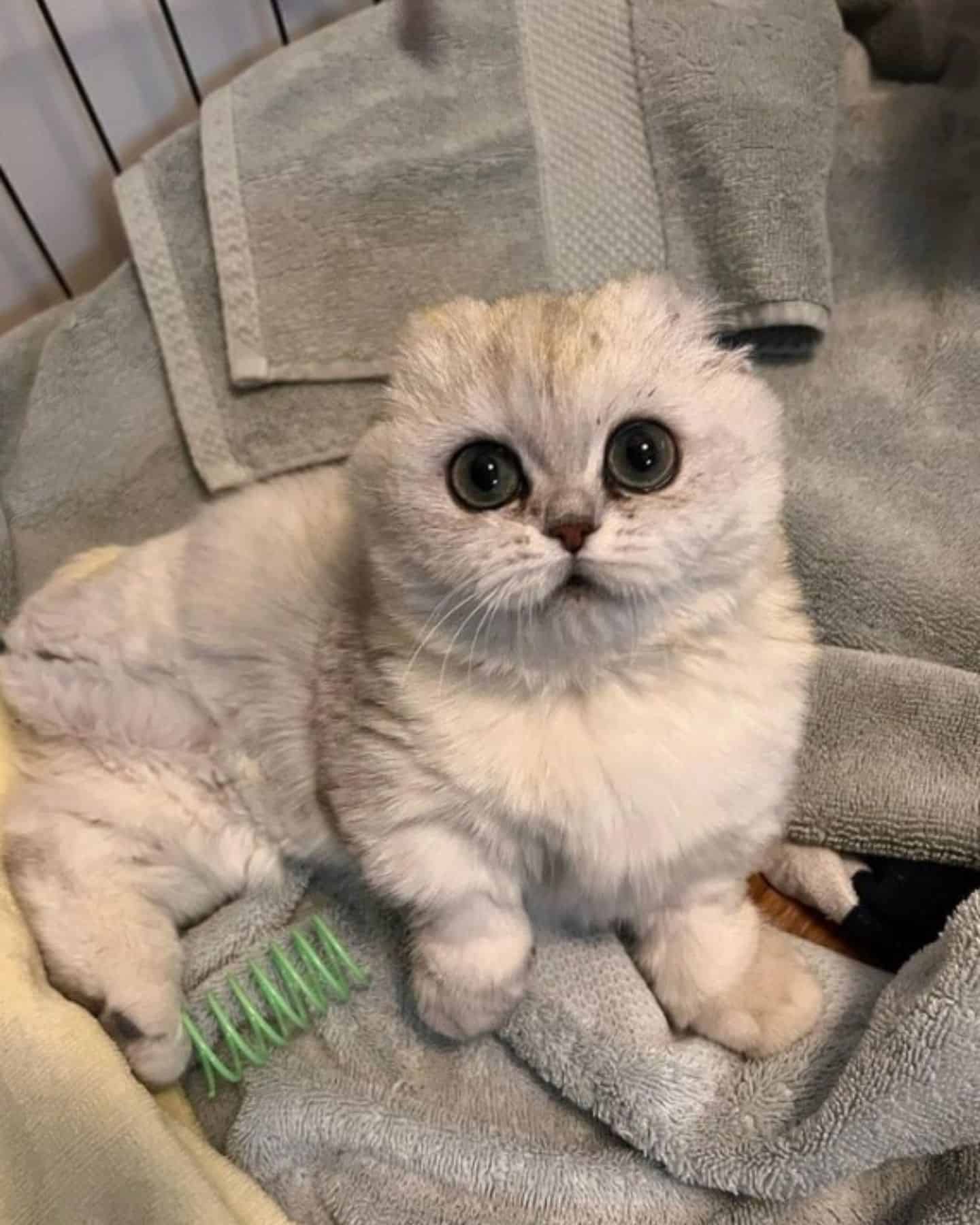 the cat sits on towels and poses for the camera