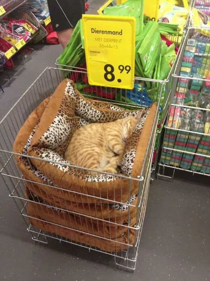 the cat sleeps in a basket with cots in the store