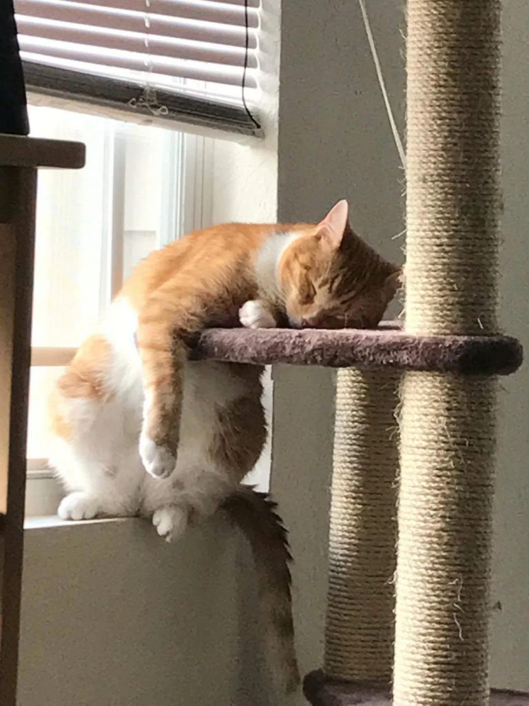 the cat sleeps leaning against the scratching post