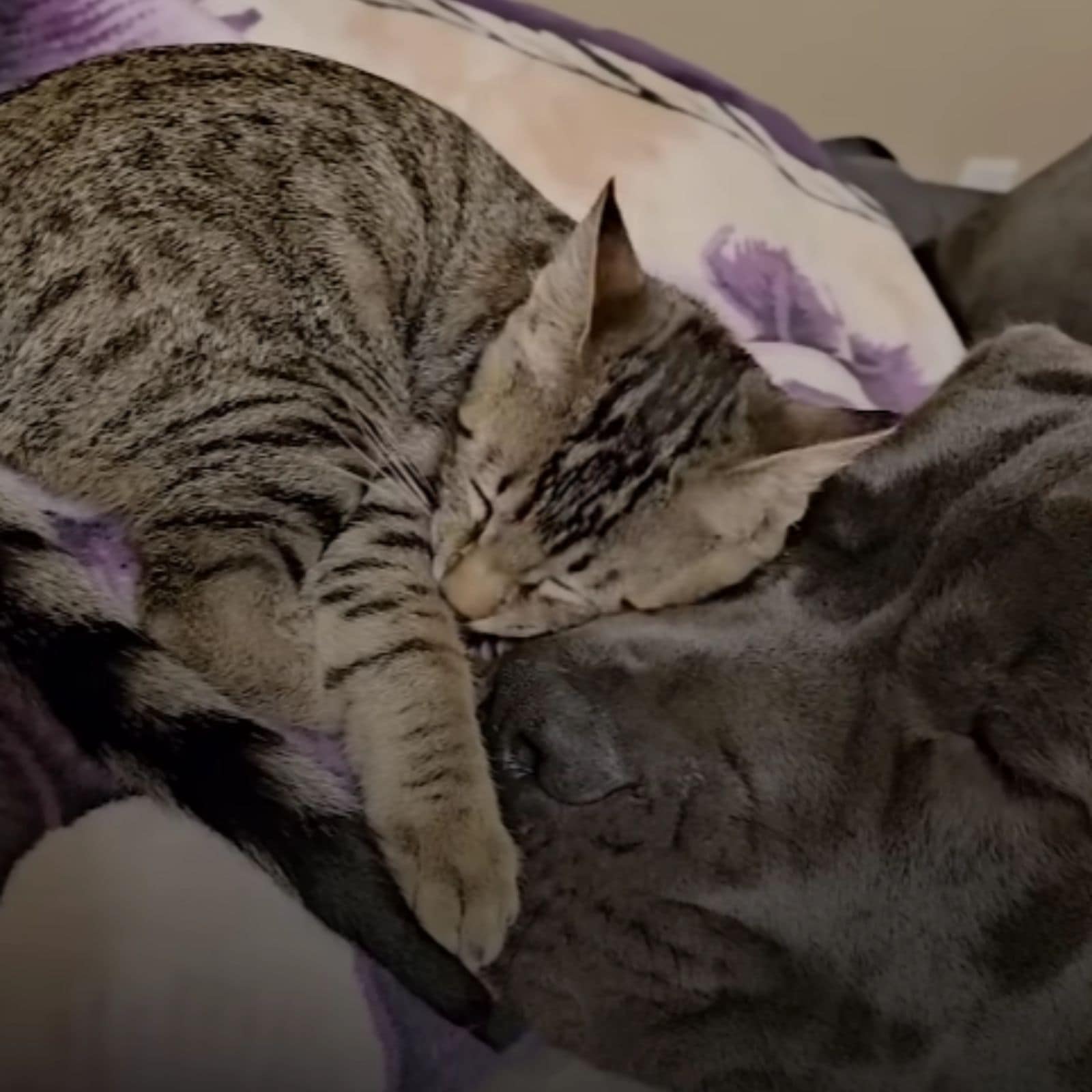 the cat sleeps next to its dog brother