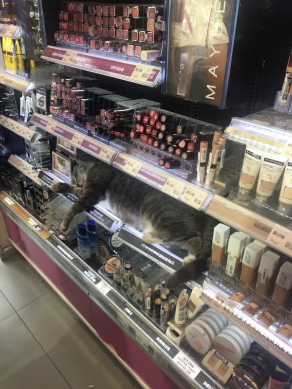 the cat sleeps on the cosmetics shelf