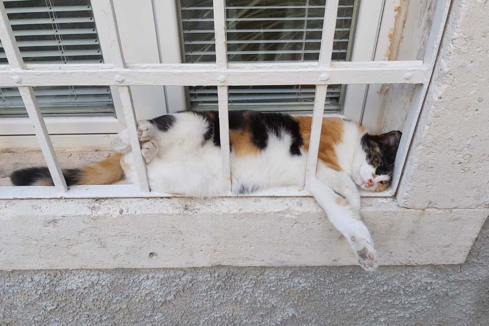 the cat sleeps on the window eaves