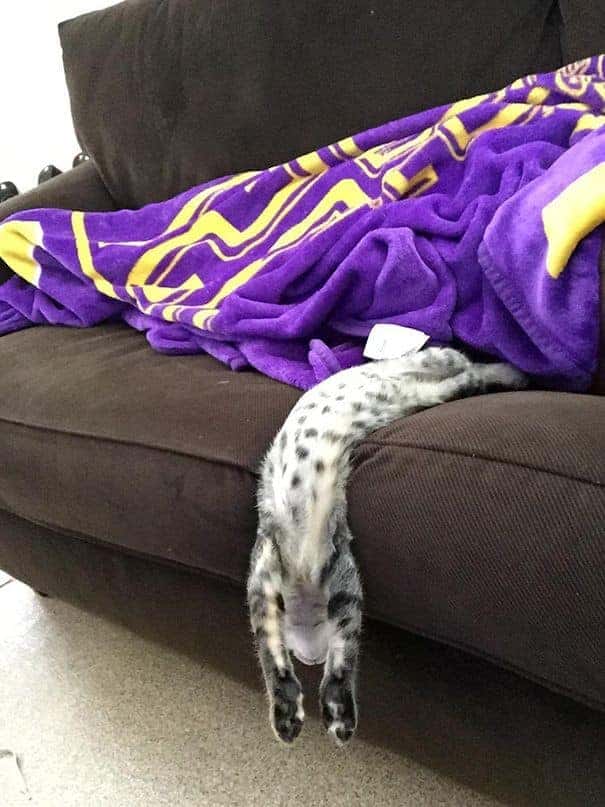 the cat sleeps stretched across the couch to the floor