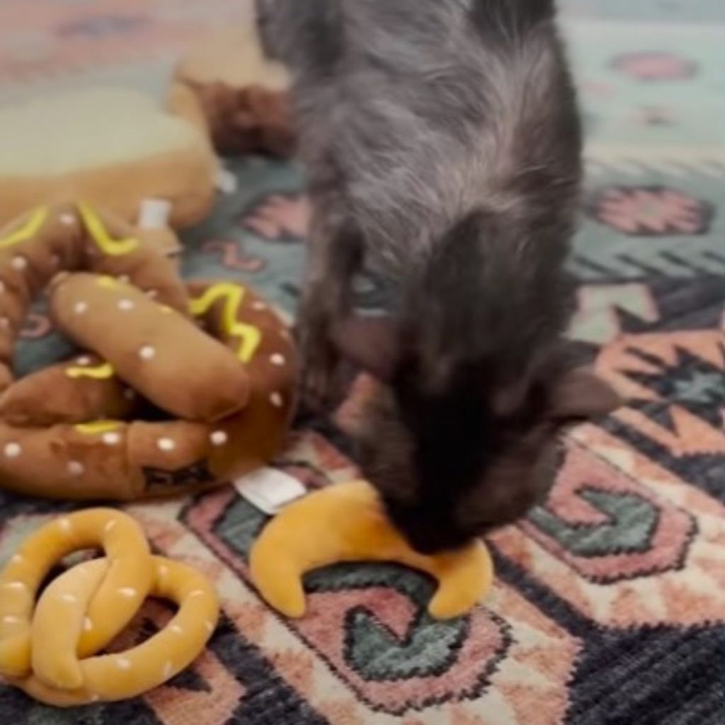 the cat sniffs a stuffed toy on the floor