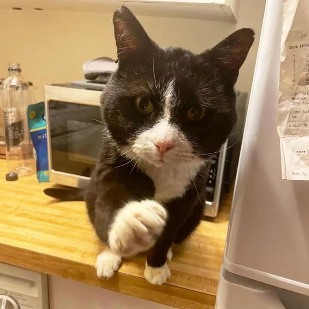 the cat walks towards the camera with its paw