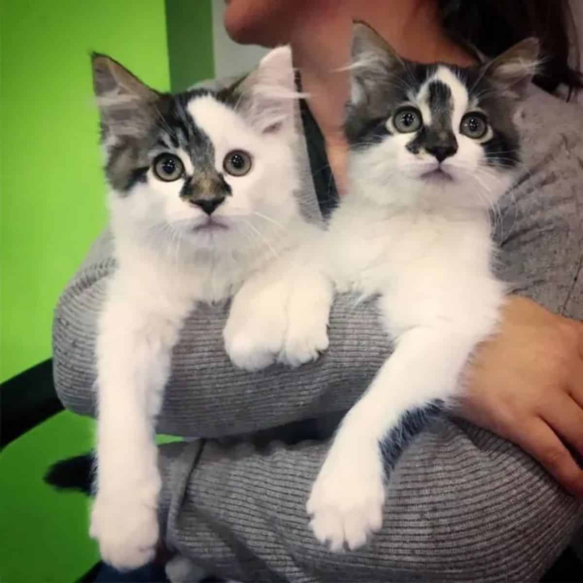 the girl is holding two cute kittens in her arms