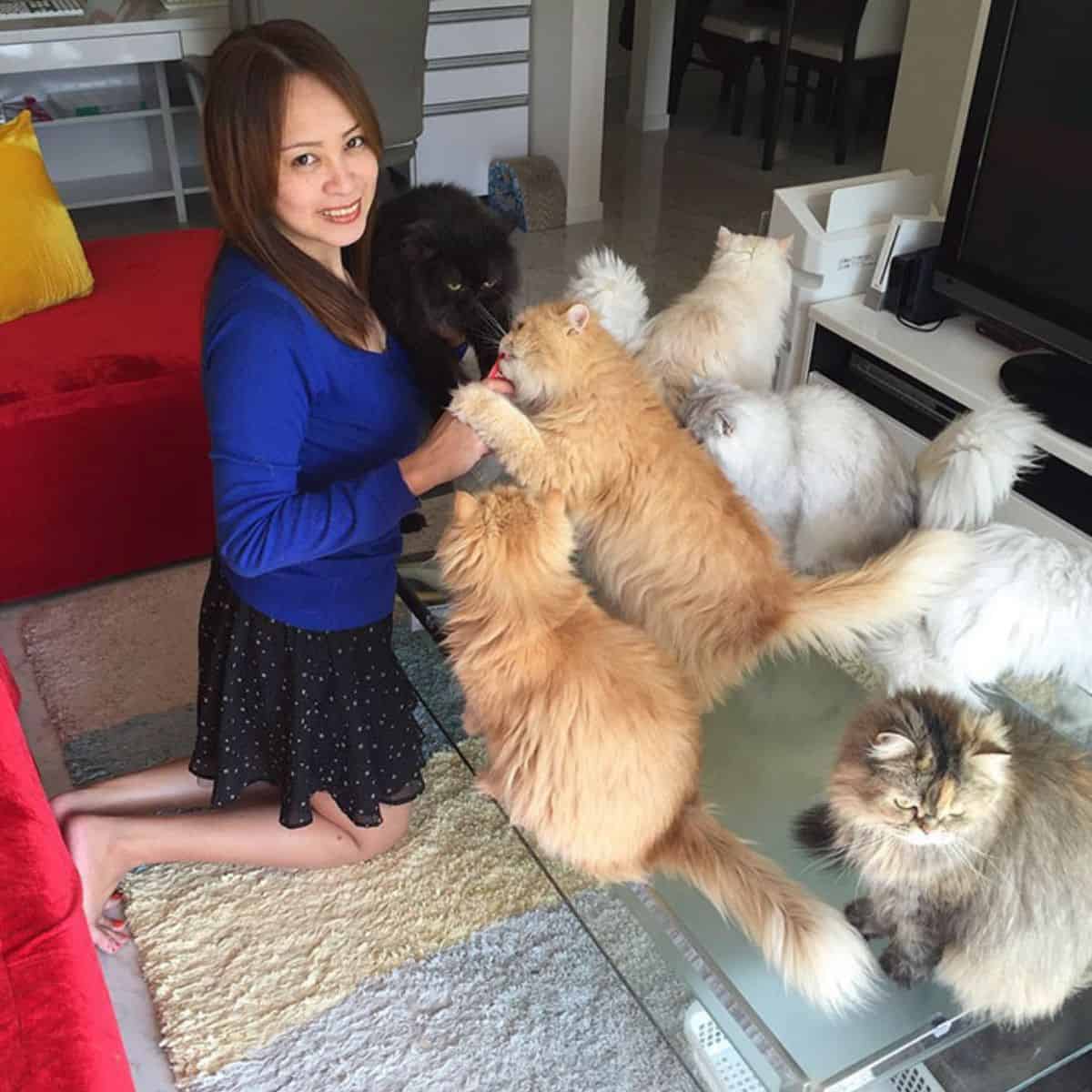 the girl is playing with her persian cats that are on the table