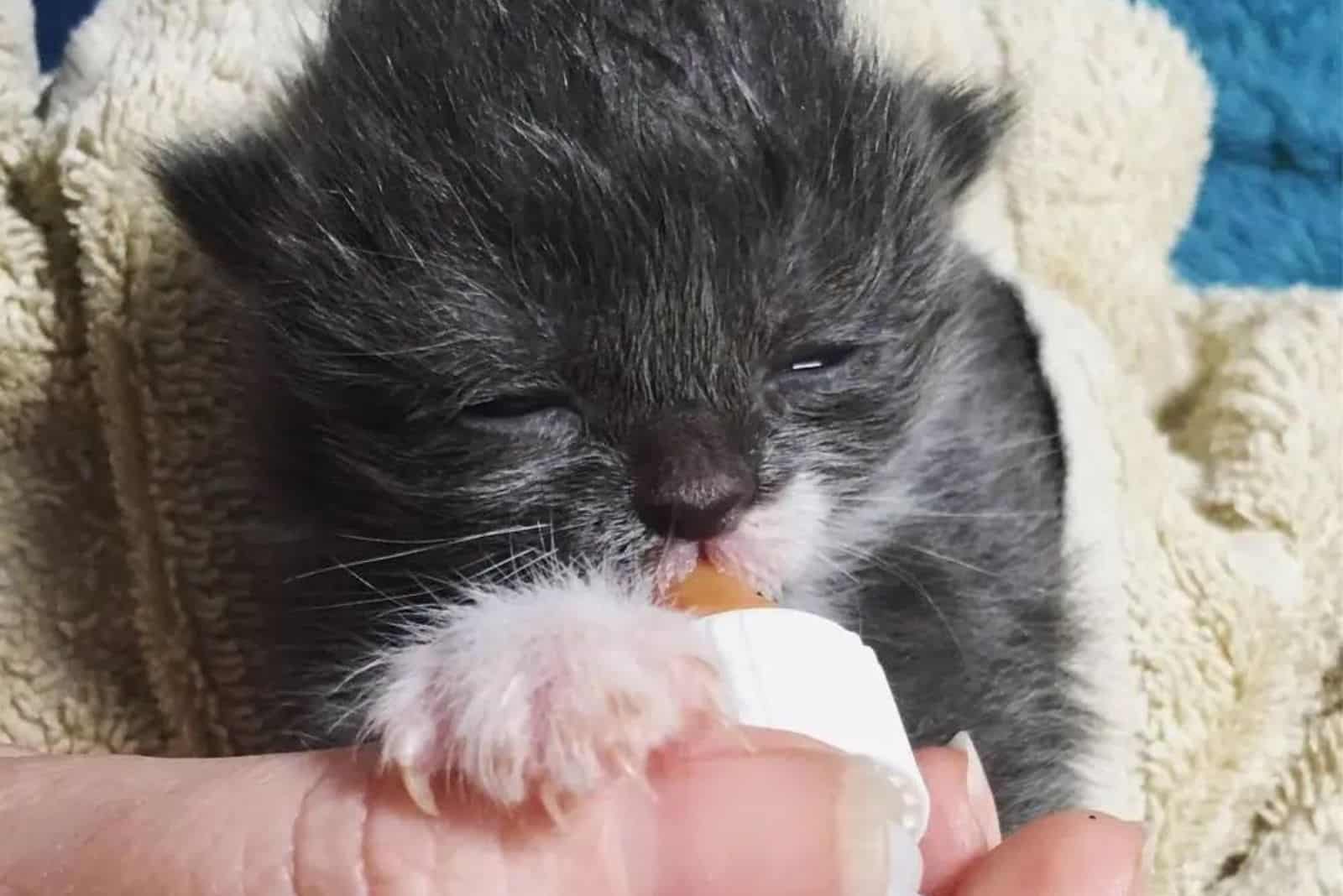 the kitten drinks milk from the bottle