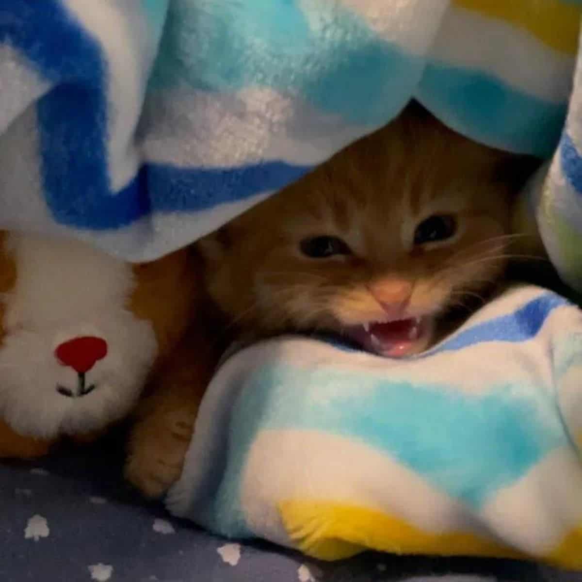 the kitten hides under the blanket and attracts attention