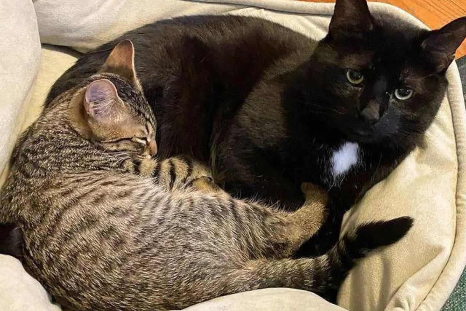 the kitten is sleeping curled up next to the mother cat