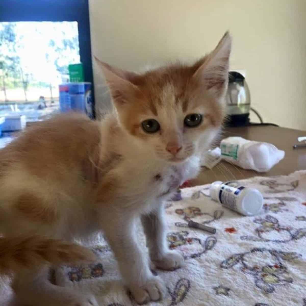 the kitten is standing on the table and looking at the camera