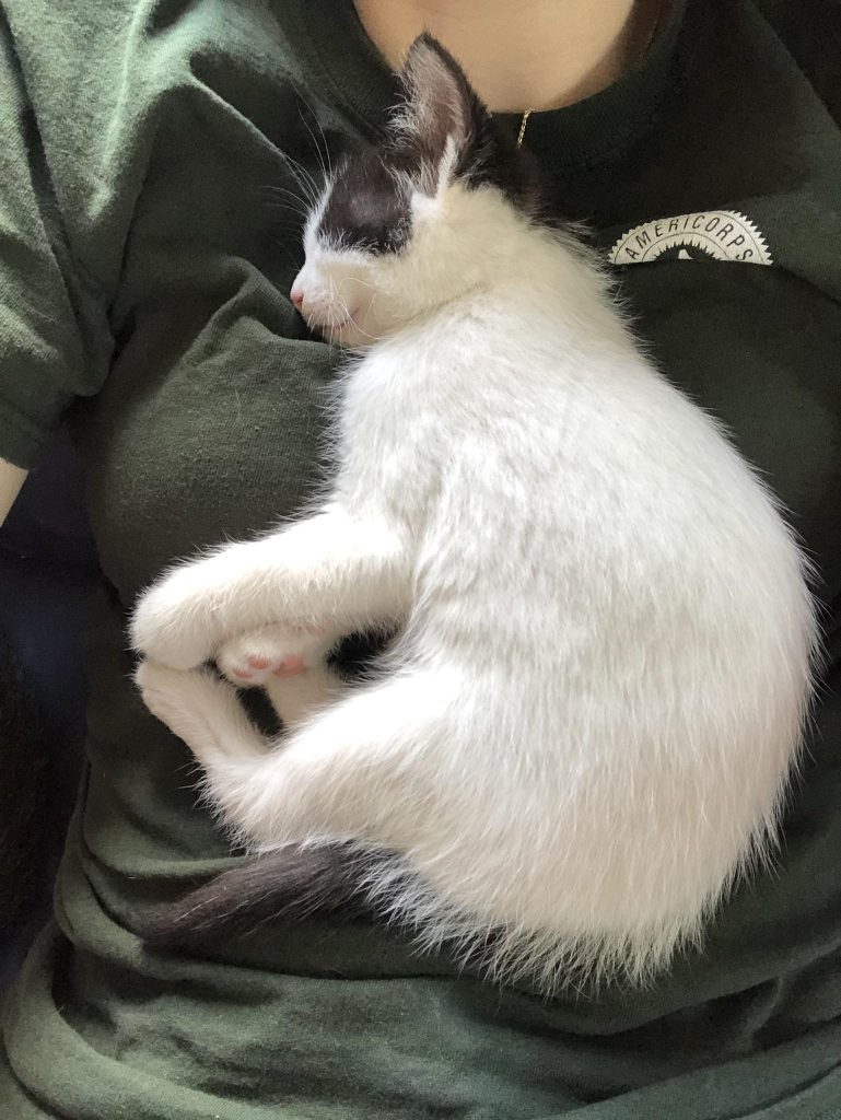 the kitten sleeps on the woman's chest