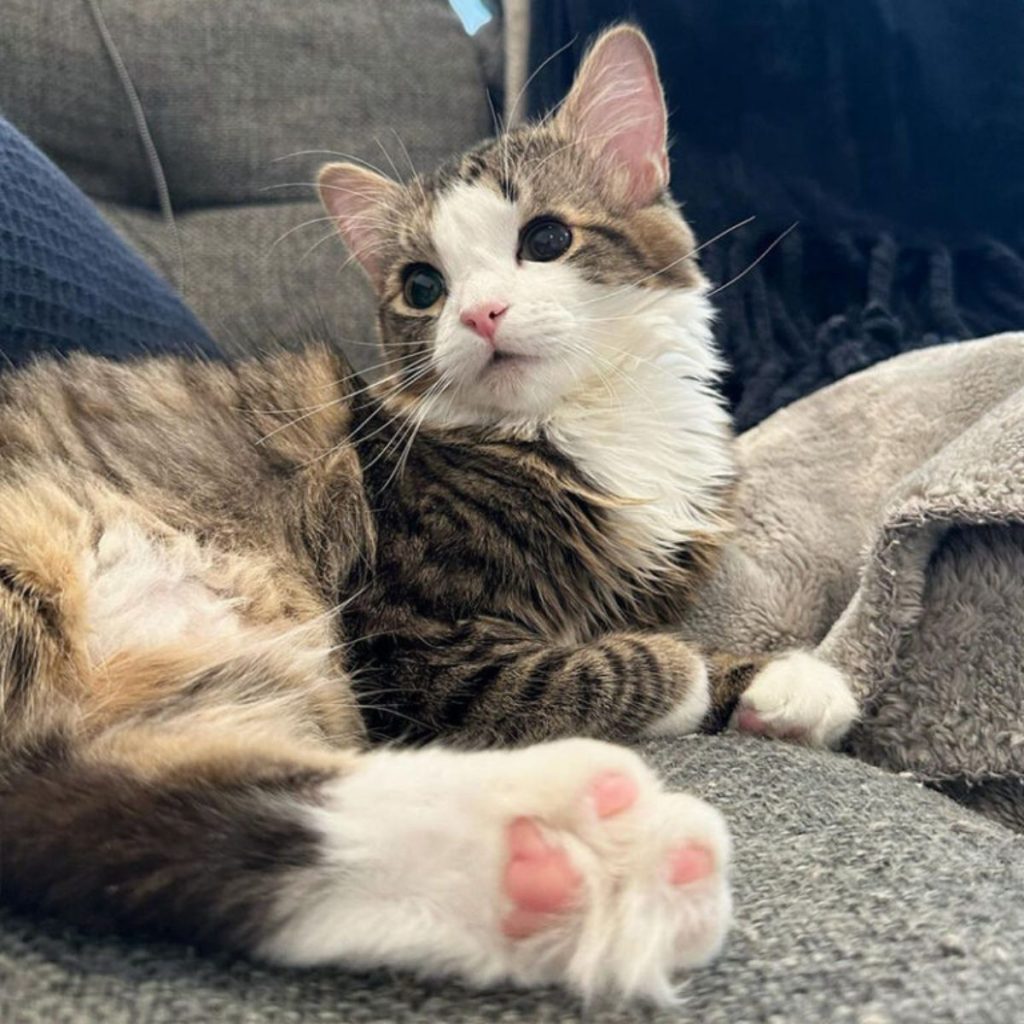 the kitten that survived the operation is lying on the bed