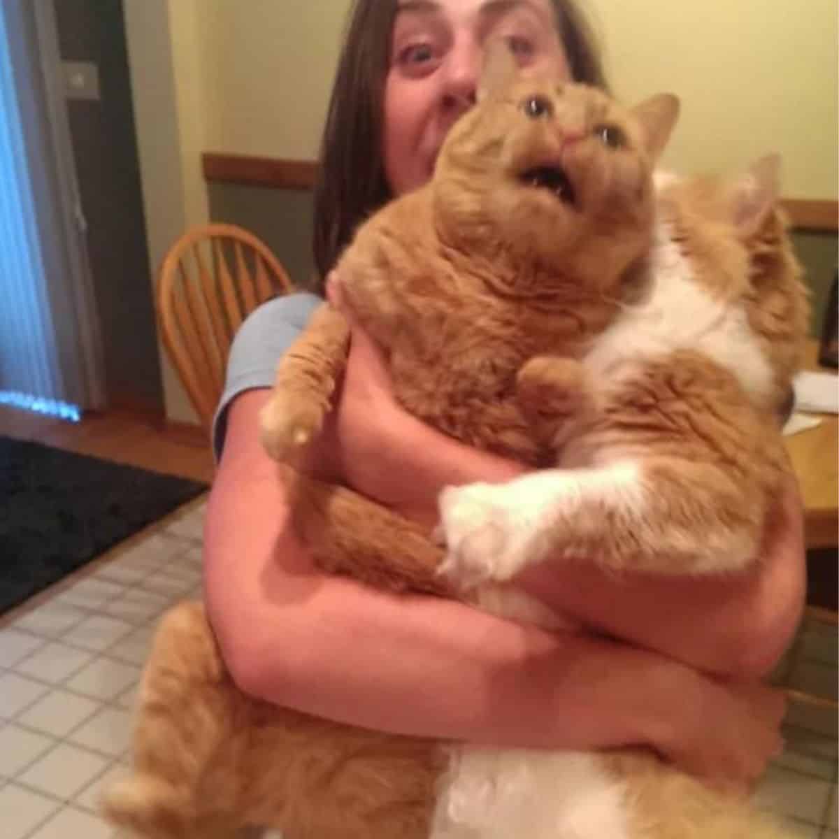 the little girl is holding two cats in her arms