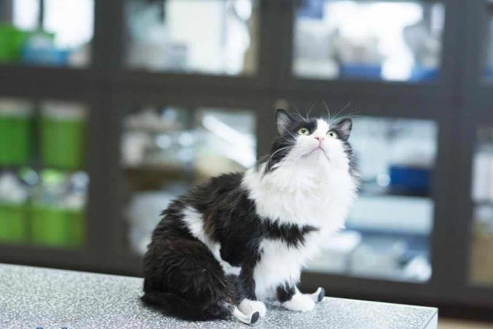 the rescued cat is sitting and looking towards the sky