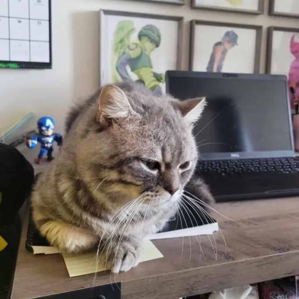 the rescued cat lies on the table with a downcast look