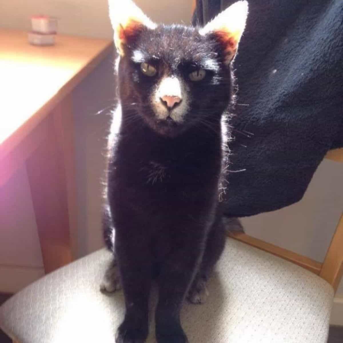 the vitiligo cat Panda sitting in a chair