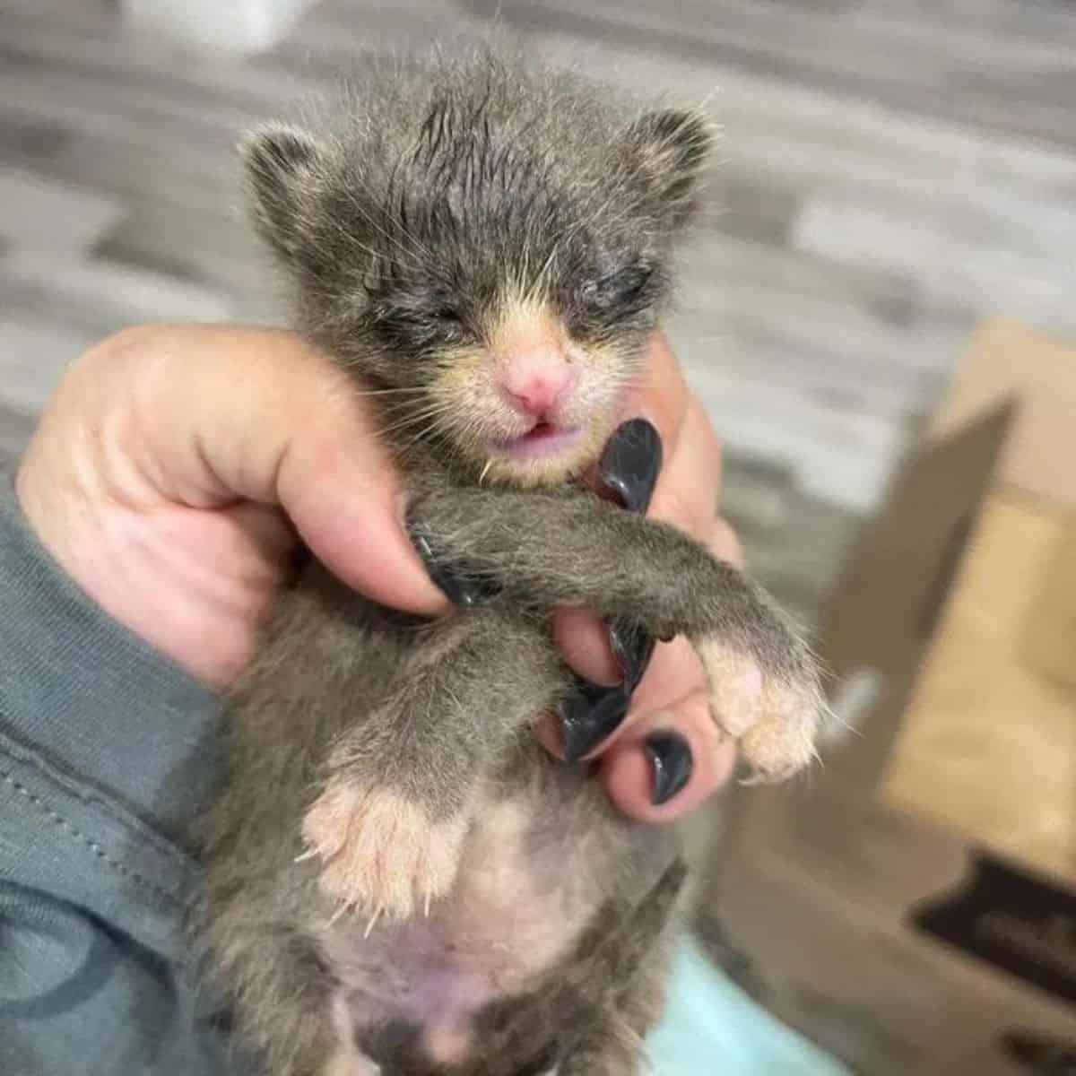 the woman is holding a fluffy kitten in her hand