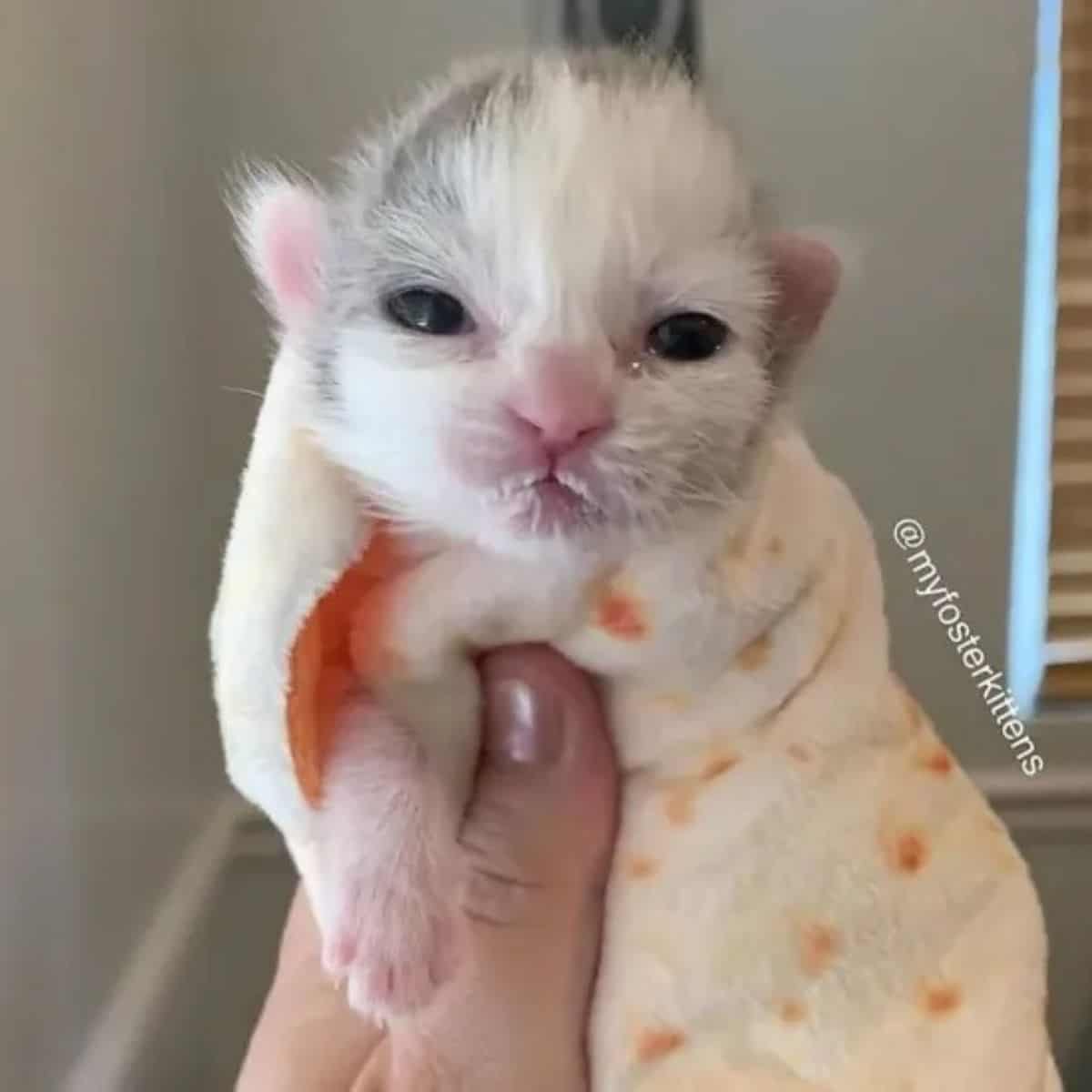 the woman is holding an injured kitten in her hand