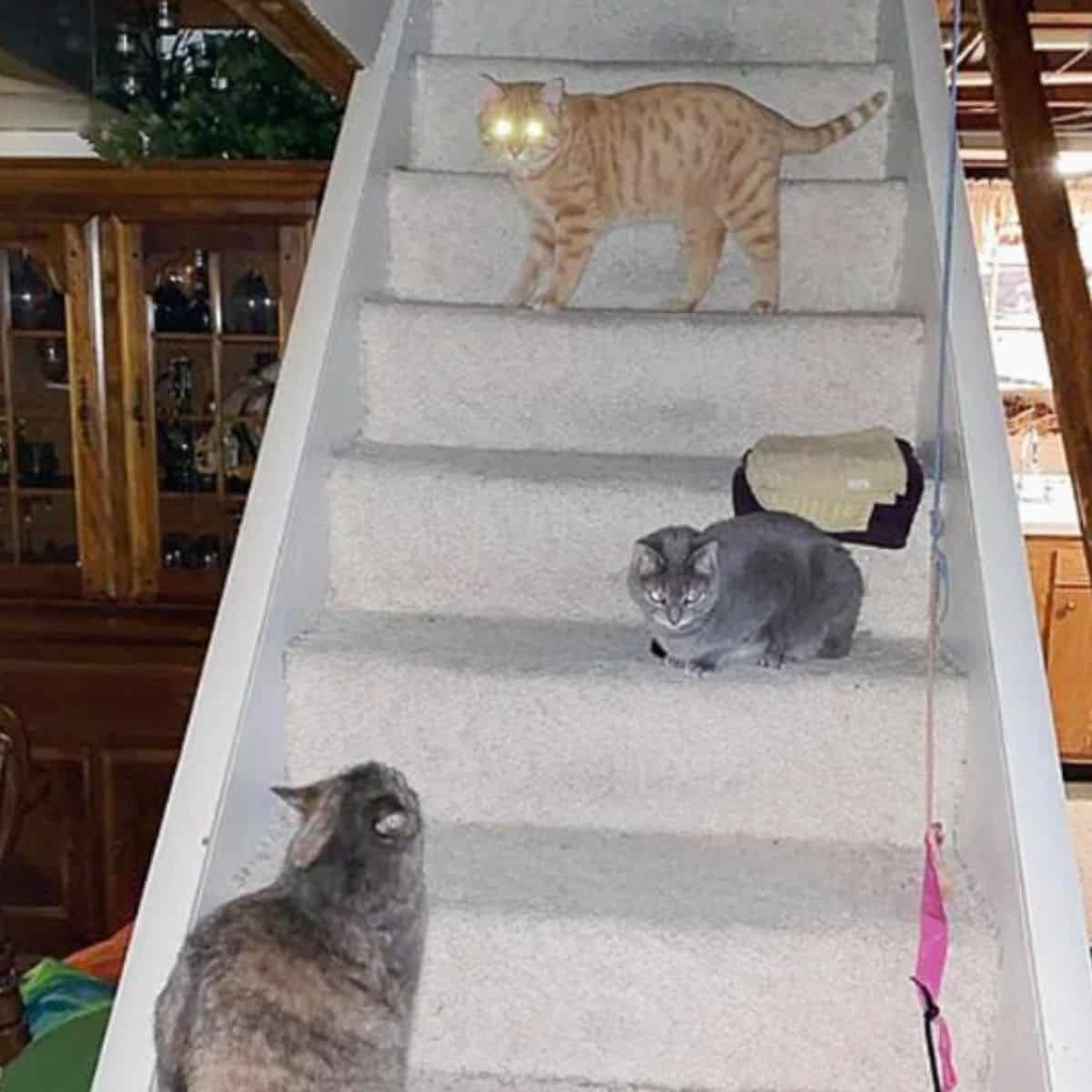 three cats on stairs