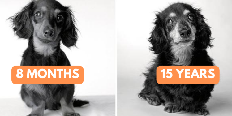 Heartfelt Photos of Dogs Growing Old That Will Touch Every Dog Lover’s Heart