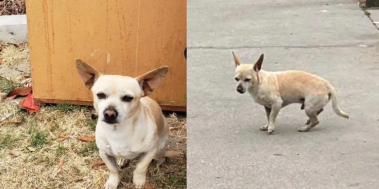 Puppy Refuses to Move Away From the Corner Where He Last Saw His Family