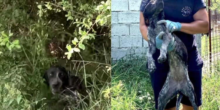 Skinny Abandoned Dog Found Shelter In The Bushes