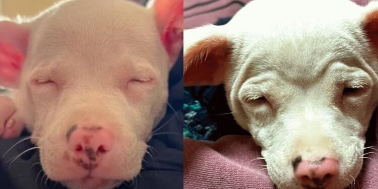 Friends Urge Vet to Adopt Blind, Deaf Puppy with a Unique Twist.