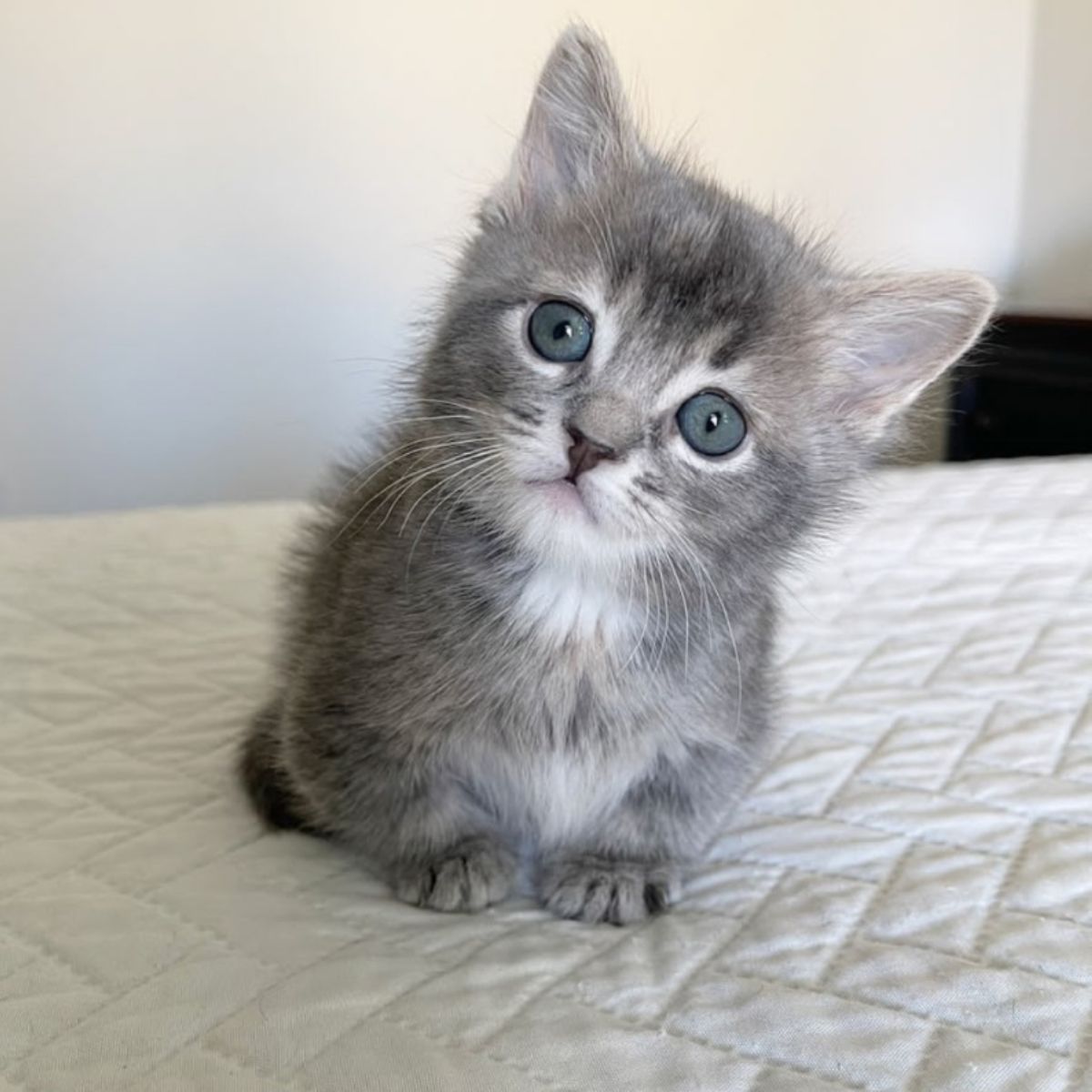 tiny gray kitten