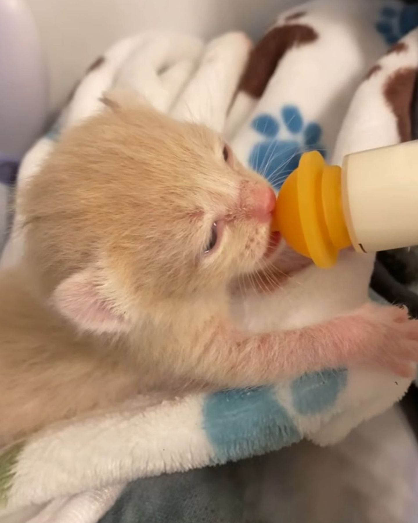 tiny kitten eating