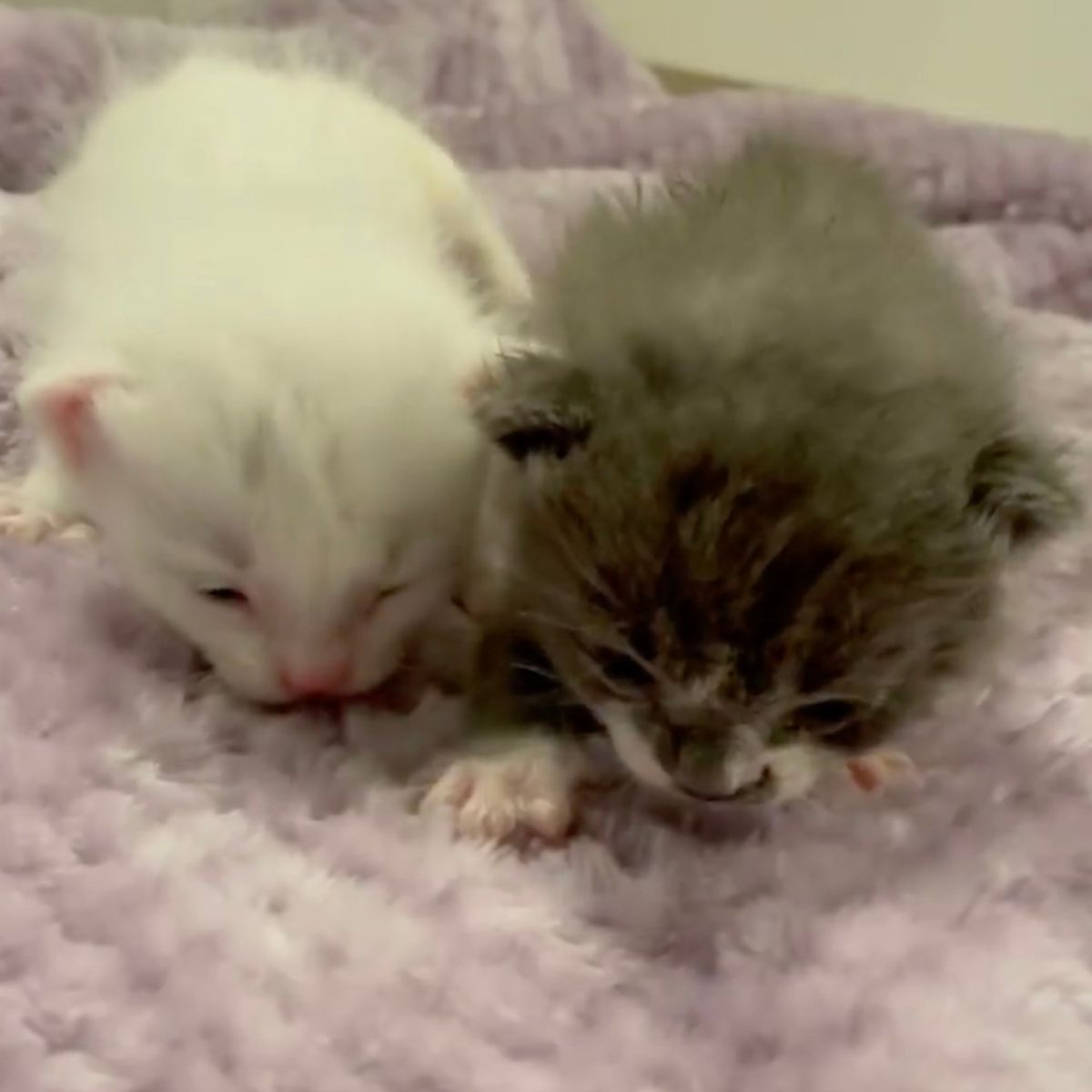 tiny kittens