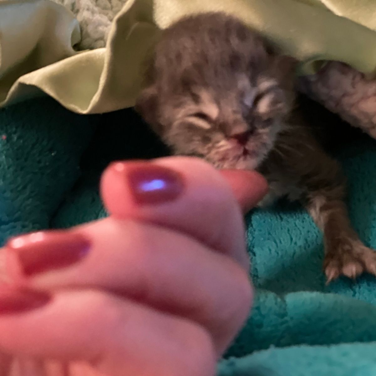 tiny rescue kitten