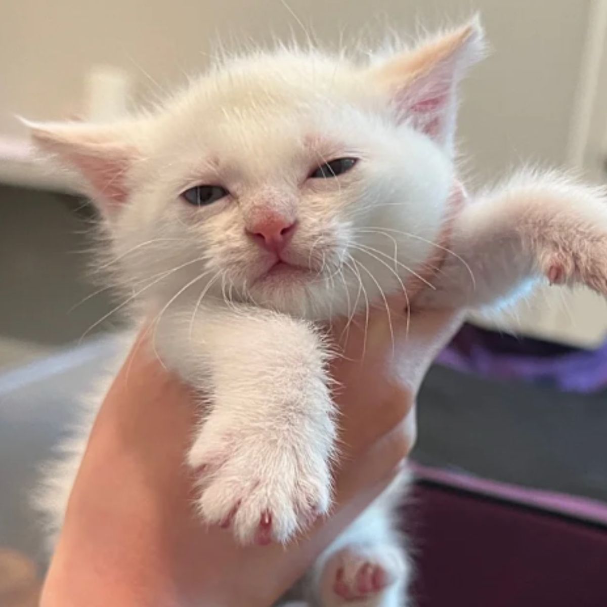 tiny white kitten