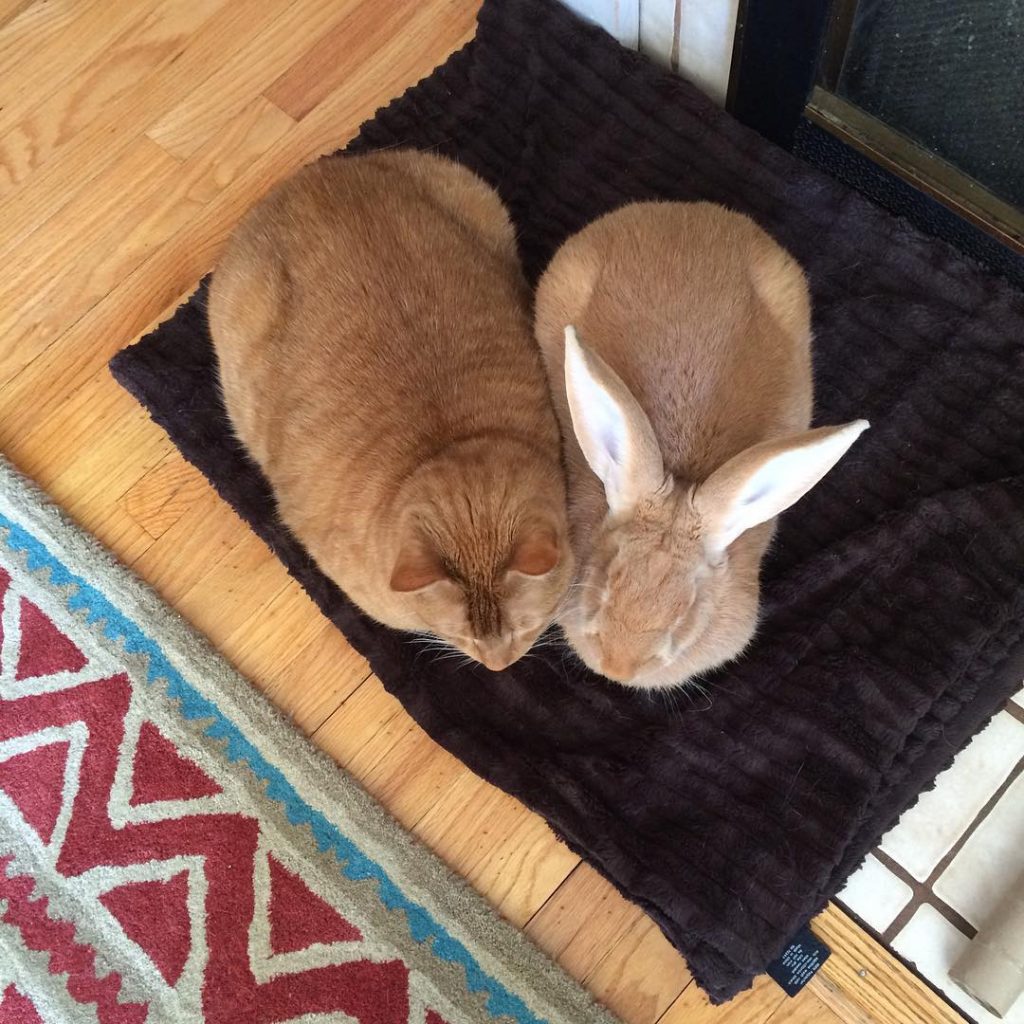 top view of cat and rabbit sleeping together