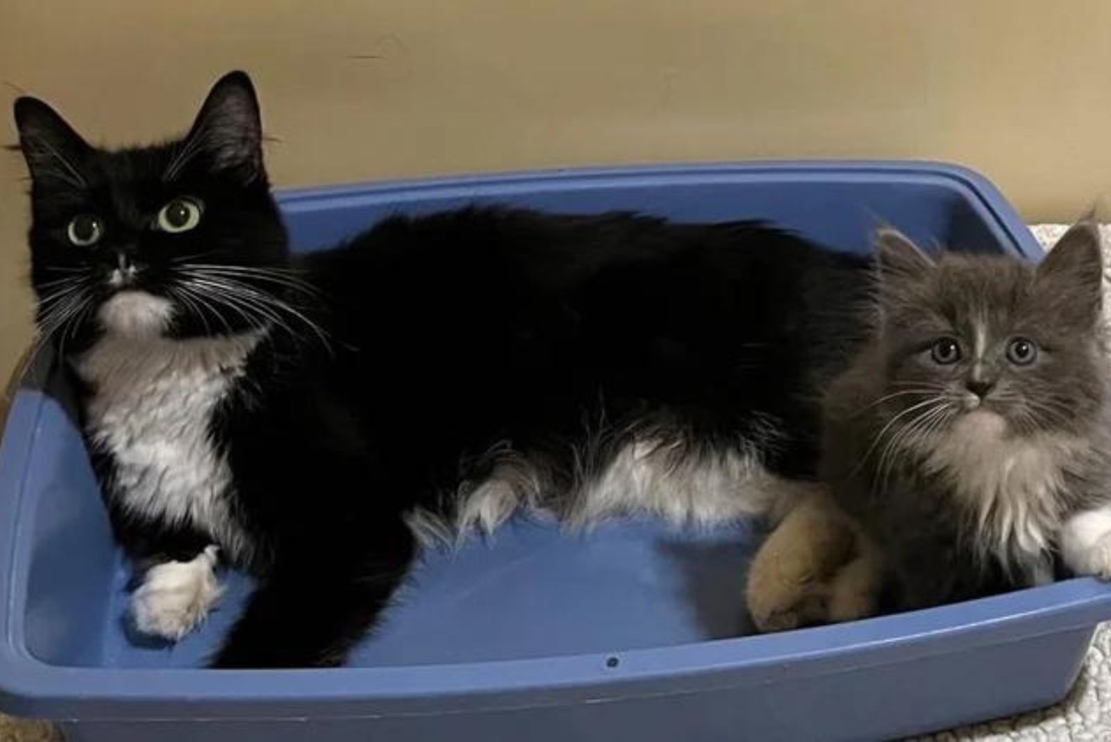 tuxedo cat with her gray kitten