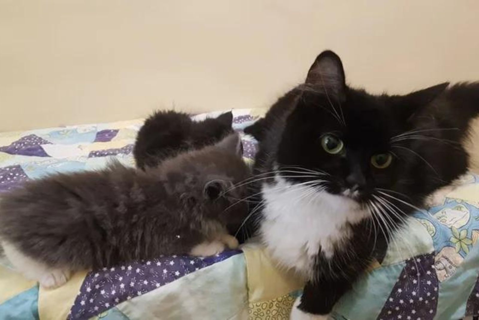 tuxedo cat with kittens