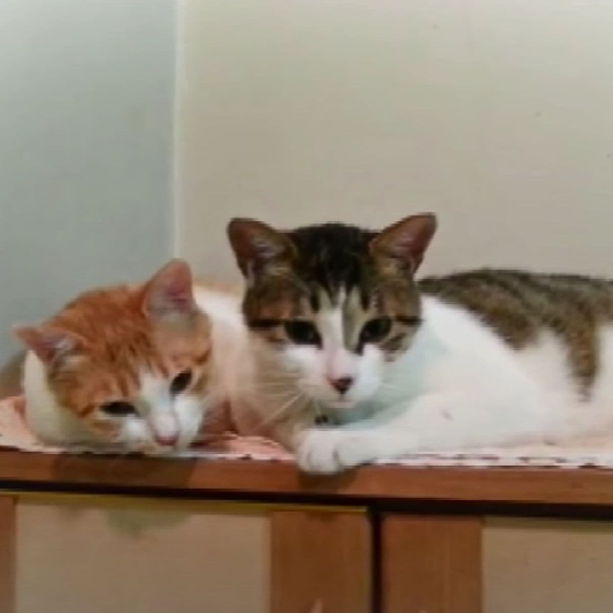 two beautiful cats laying still